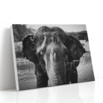 Landscape Elephant