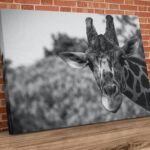 Landscape Giraffe