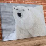 Landscape Polar Bear