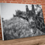 Landscape Giraffe