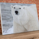 Landscape Polar Bear